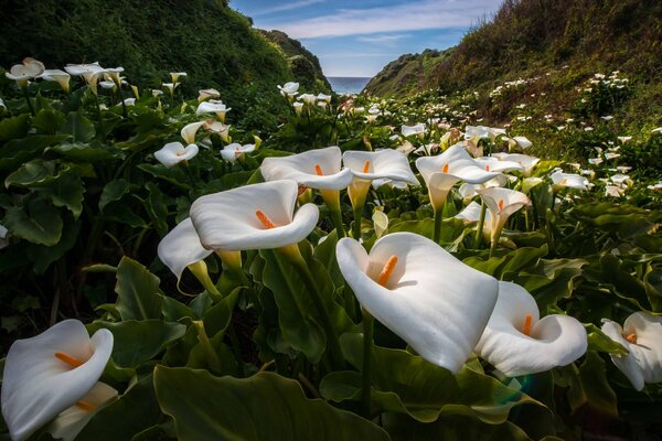 Calla sullo sfondo di un paesaggio montano