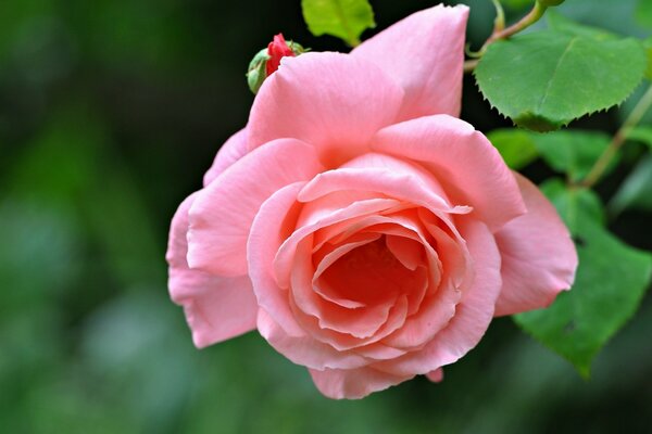 Such a shooting of a pink rose