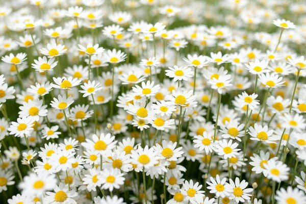 Gänseblümchen auf dem Feld wie kleine Sonnen