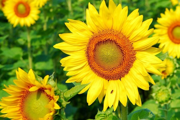 Girasoli colorati in una giornata estiva