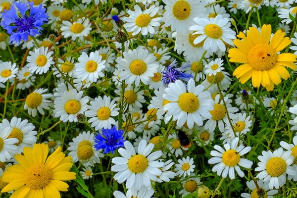 Paradiso floreale per margherite calabrone e vamilkoa