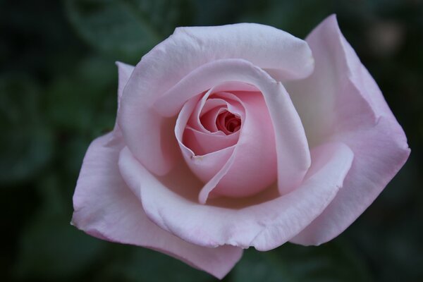 Bourgeon d une rose rose
