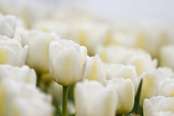 Tulipani bianchi bel regalo