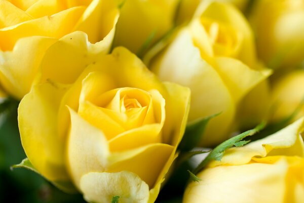 Yellow roses juicy buds