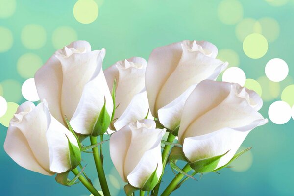 Roses blanches sur fond bleu