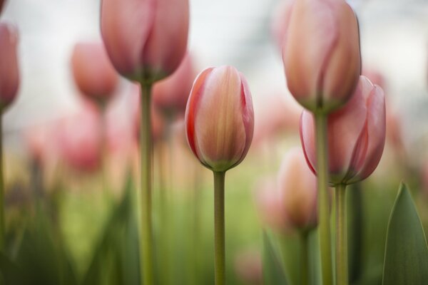 Spring field of pink tulips