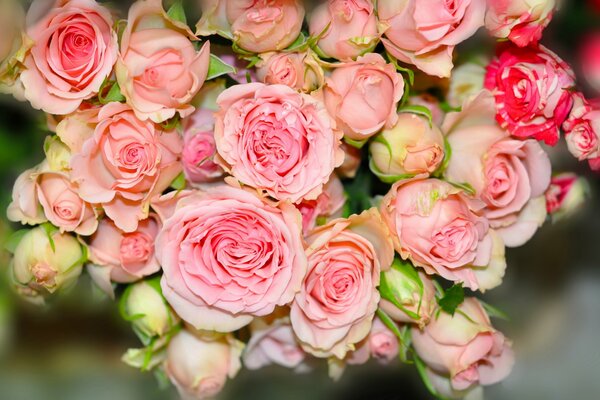 Mazzo di piccole rose rosa