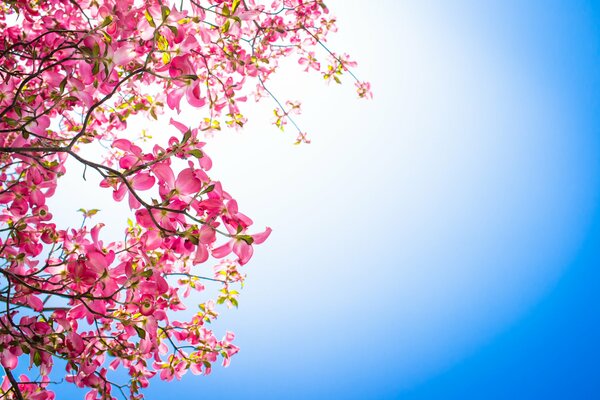 Rami con fiori rosa su uno sfondo di cielo sereno