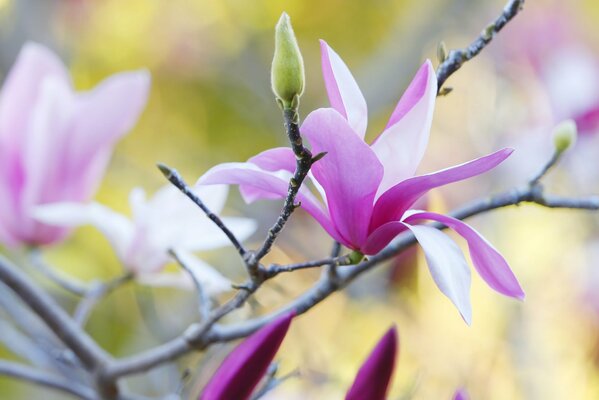 Kwiaty magnolii to cud natury