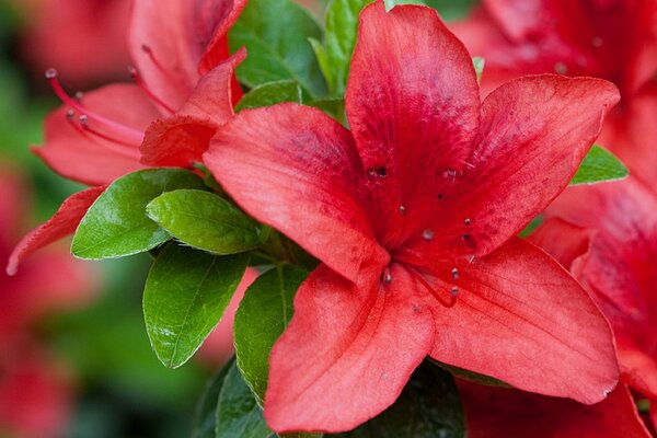 Riprese macro di azalea rossa