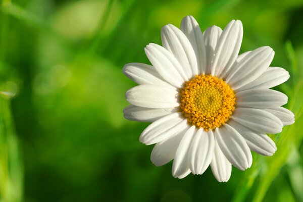 Kamillenblume auf grünem Hintergrund