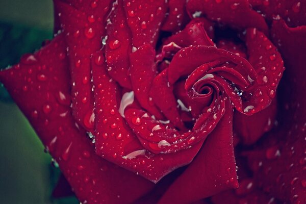 Gotas en pétalos de rosa macro