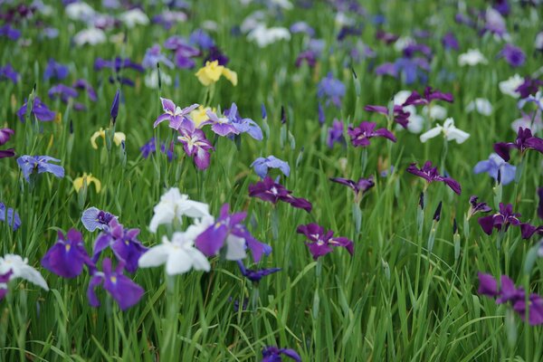 Été. Iris des champs fleuris