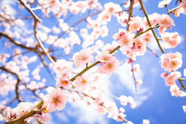Flowering tree branches in spring against a blue sky background