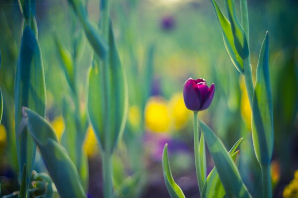 Tulipe de printemps sur fond violet