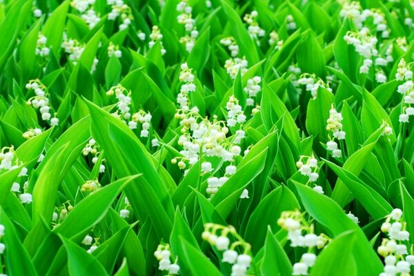 Das Feld der Maiglöckchen wacht am ersten Mai auf