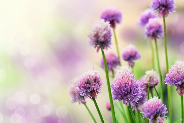 Fiori selvatici ai raggi del sole