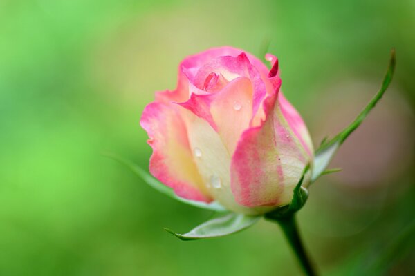 Rose clair magnifique rose