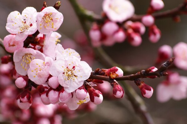 Blooming sakura branch near