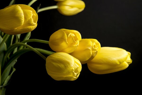 Yellow tulips on a black background