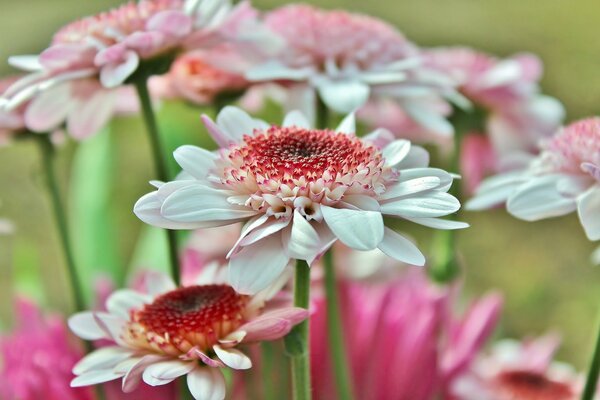 Macro photography of gerberas growing in the garden