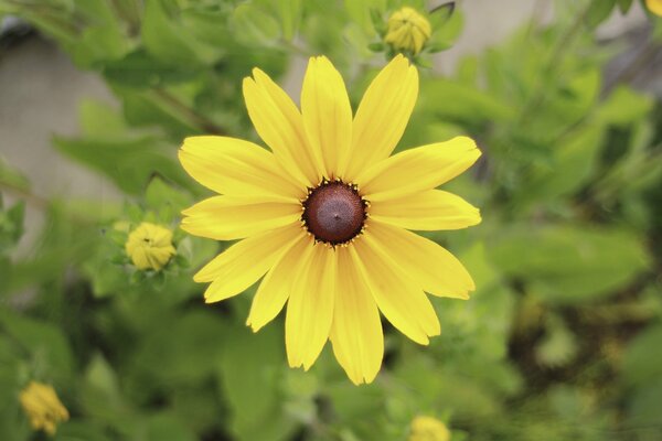 Gelbe Blume wie die Sonne