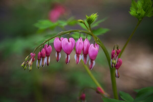 Belle, fleur rose, nature