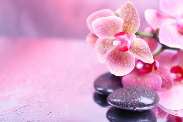 Relaksujące spa z gorącymi kamieniami i kwiatem orchidei