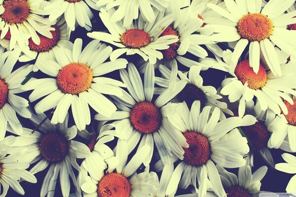 Background of daisies in vintage style