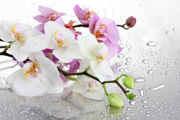 Orchidea w kroplach wody za szkłem