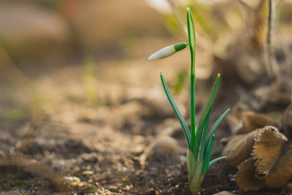 La campanilla despierta de la tierra en primavera