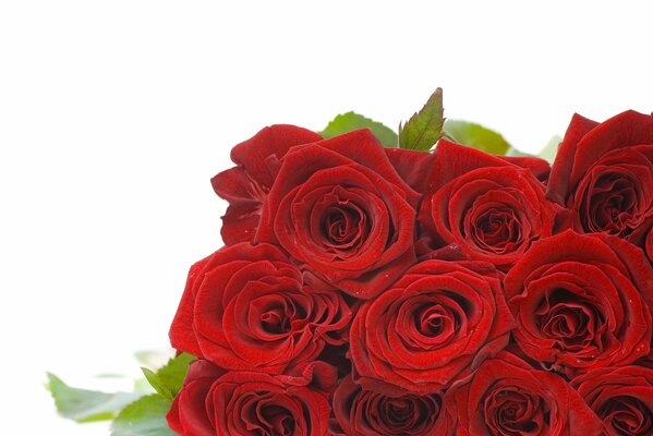 Schließlich haben die Rosen rote Knospen aufgelöst
