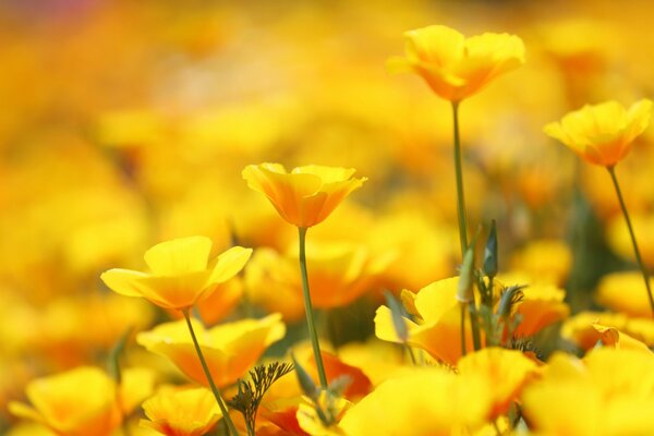 Un intero campo di colori gialli di Eschscholzia