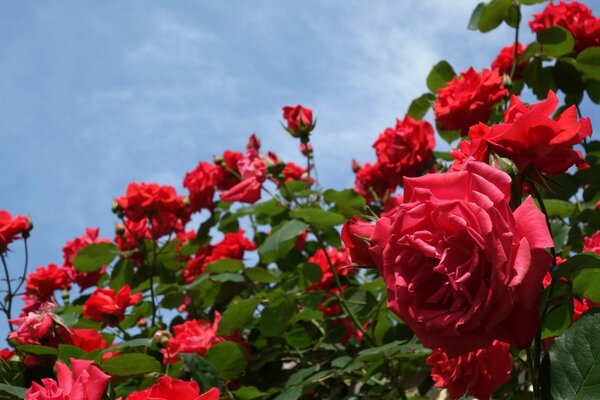 Buissons avec des roses et des boutons de rose
