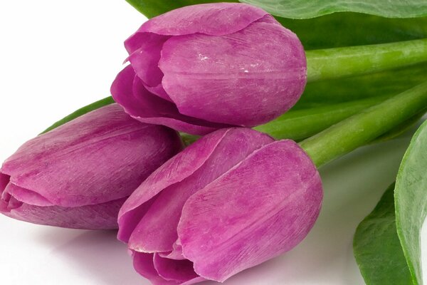 I boccioli di tulipano viola sono molto belli