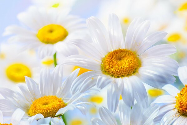 Snow-white daisies close-up