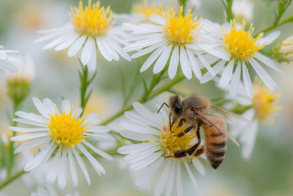 Chamomile flowers. The bee collects nectar