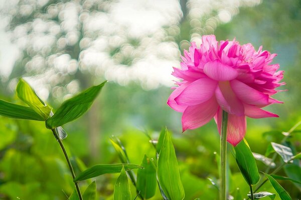 Bright pink lotus on a green background