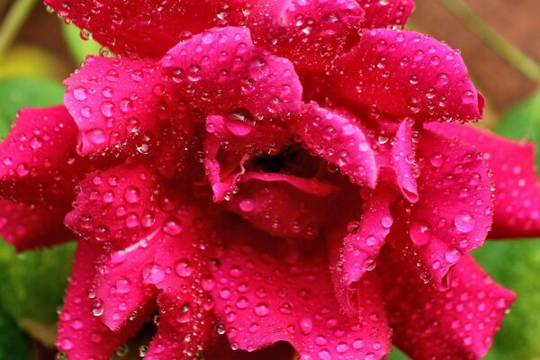 Gotas de rocío en rosa rosa