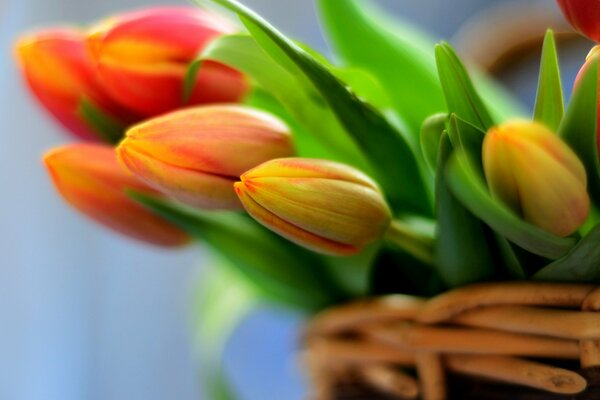 Bouquet di tulipani rossi in un cestino