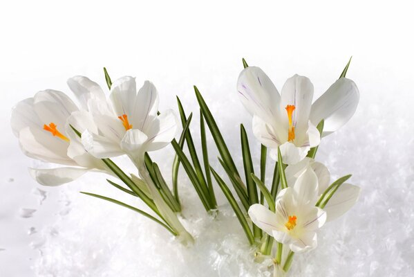 Crocus blancs dans la neige