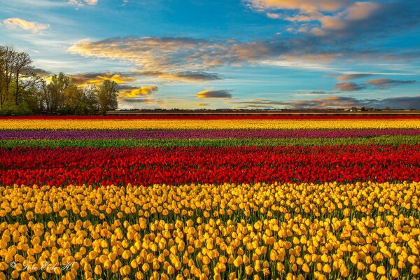 Frühlingsfeld von bunten Tulpen