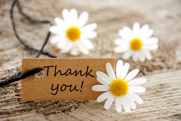 Thank you card and daisies