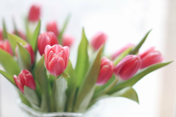 Mazzo di tulipani in vaso