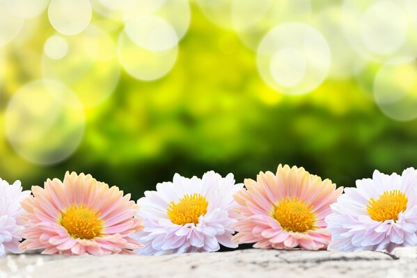 Carta da parati. Fiori di gerbera su sfondo verde
