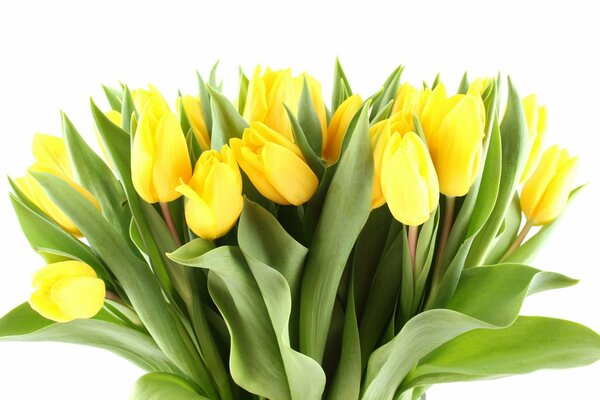 Mazzo di tulipani gialli luminosi con foglie verdi