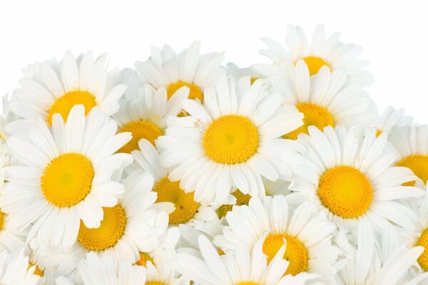 Fresh daisies in spring