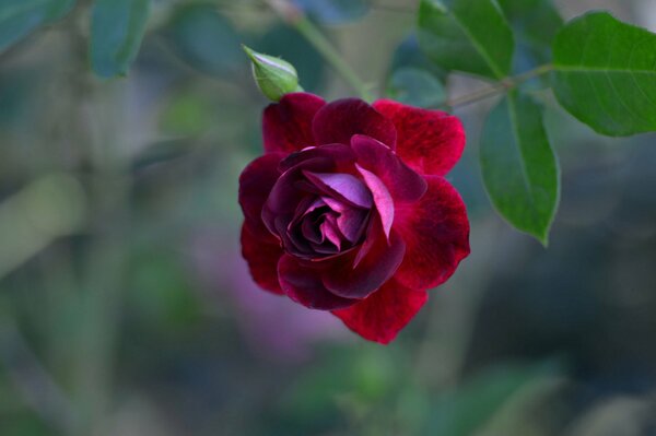Rosa rossa solitaria con foglie