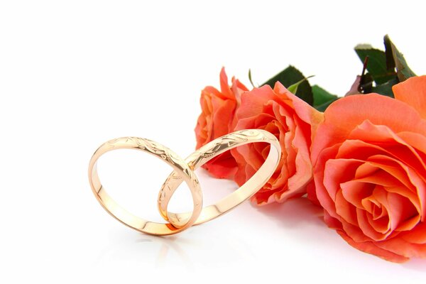 Anillos de boda sobre fondo de rosas escarlatas