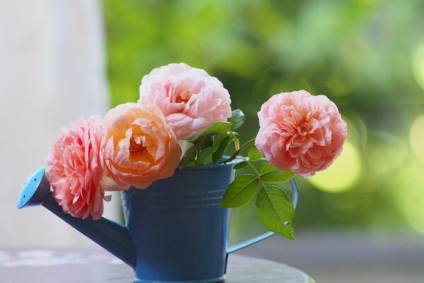 Mazzo di rose rosa in un annaffiatoio